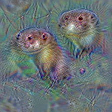 n02441942 weasel